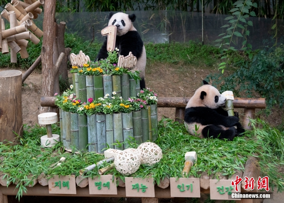 韓國生まれの雙子パンダ「睿寶」と「輝寶」が1歳に