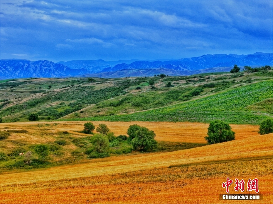 黃金色に輝く麥畑と緑のヒヨコ豆畑がコラボする絶景　新疆?昌吉