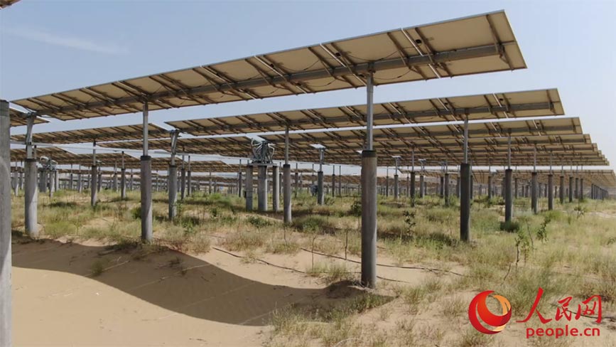 砂漠に設(shè)置された太陽光パネルの下には植物が植えられている。（撮影?李睿）