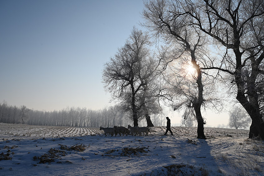 吉林省吉林市にある霧淞島の霧氷（撮影 · 和中清）。