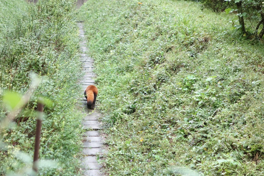 はじめての四川の動(dòng)物園