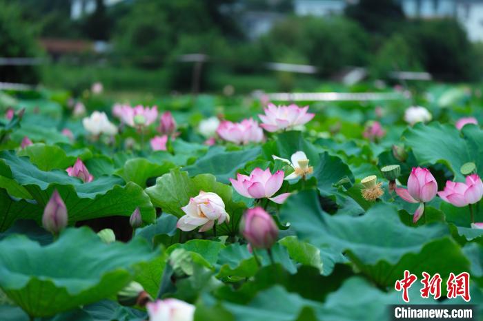 満開を迎えた広大なハス池が観光客を魅了　雲(yún)南省永勝