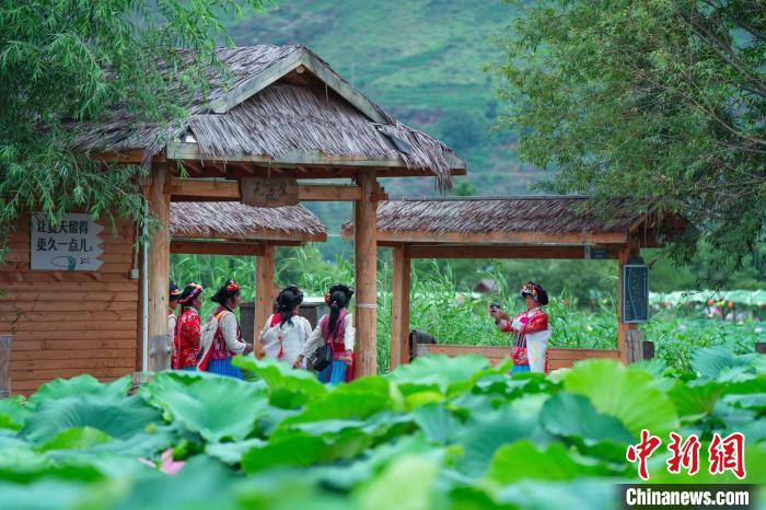 満開(kāi)を迎えた広大なハス池が観光客を魅了　雲(yún)南省永勝