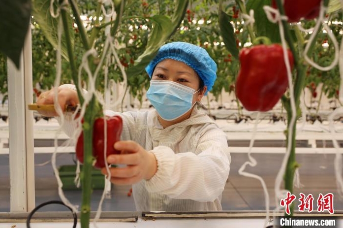 15日、水耕栽培されたパプリカを収穫する農(nóng)業(yè)技術(shù)者。（撮影?田優(yōu)）