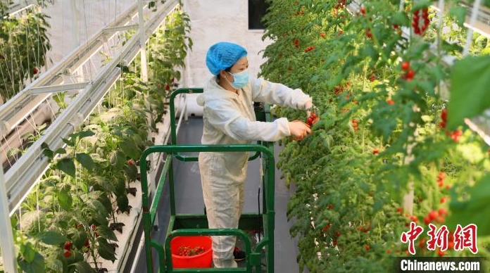 野菜栽培の新しい方法をもたらすスマート農(nóng)業(yè)