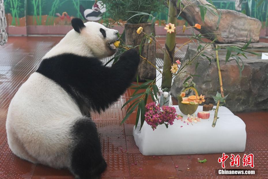 高溫が続く広東省広州で動(dòng)物たちに「ひんやり」屆ける