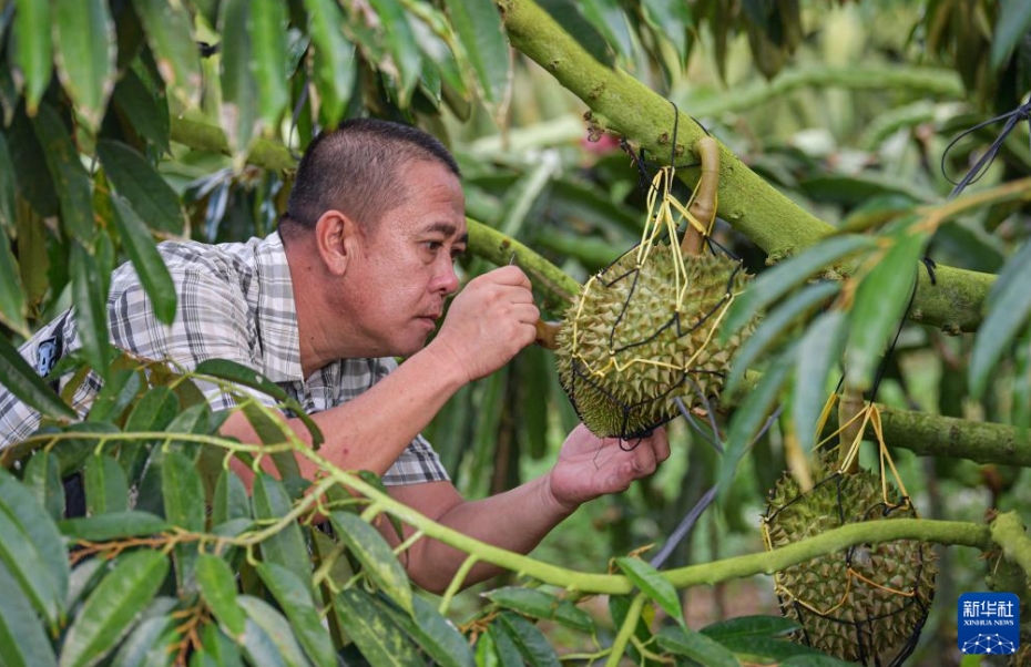 農(nóng)村振興をバックアップする國産ドリアン産業(yè)の発展　海南省三亜