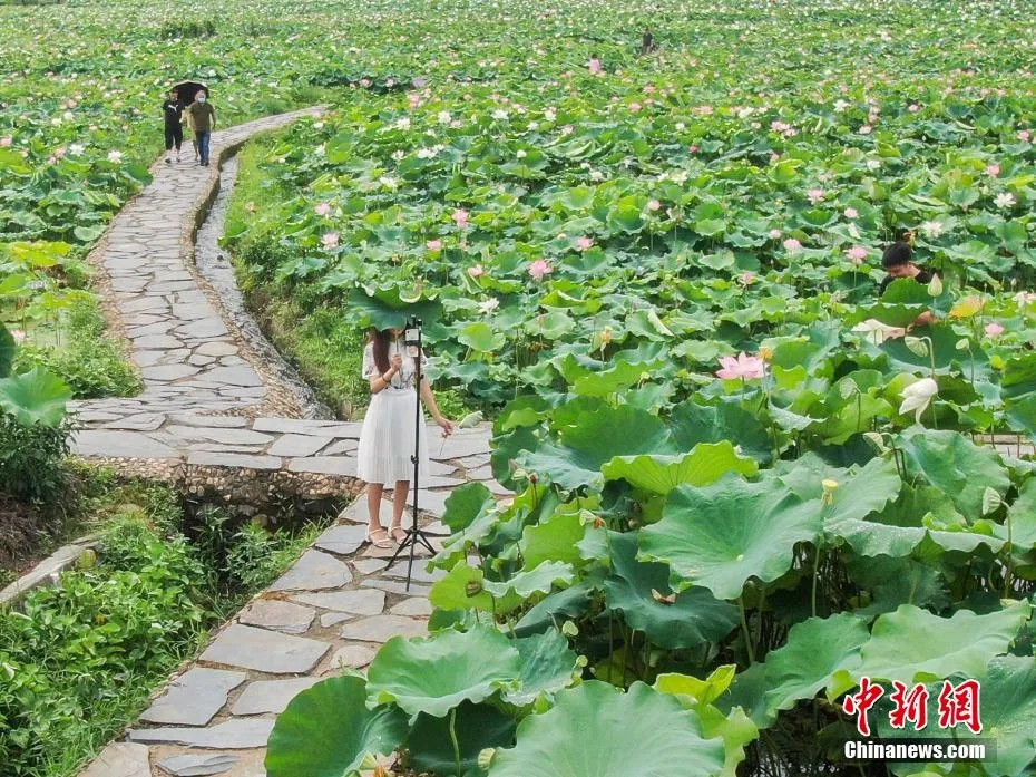 蓮池をバックにライブ配信をする女性（撮影?劉力鑫）。
