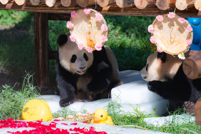 ジャイアントパンダ「渝可」と「渝愛」が2歳に　重慶