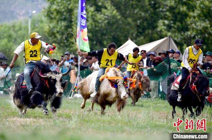 西蔵自治區(qū)拉薩市でヤクレースが開催