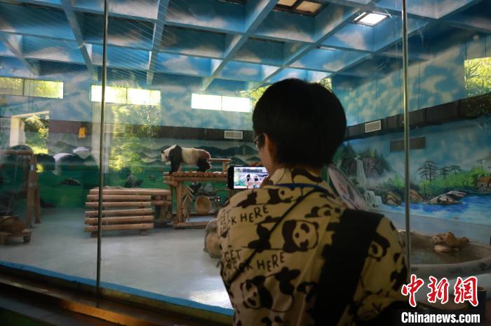 スマホでパンダを撮影するパンダがデザインされたシャツを著た日本の若者（撮影?林馨）。