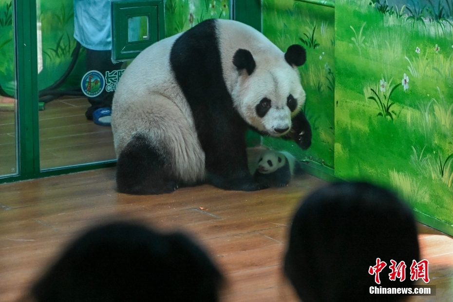 世界で唯一の三つ子パンダが10歳に！2つのギネス記録認(rèn)定　広東省