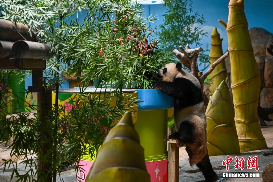 世界で唯一の三つ子パンダが10歳に！2つのギネス記録認定　広東省