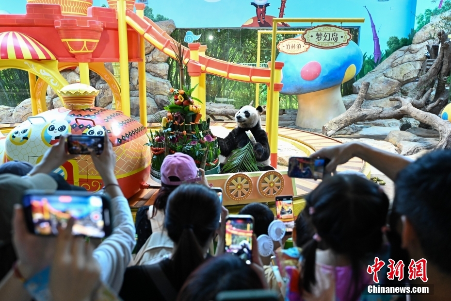 世界で唯一の三つ子パンダが10歳に！2つのギネス記録認(rèn)定　広東省