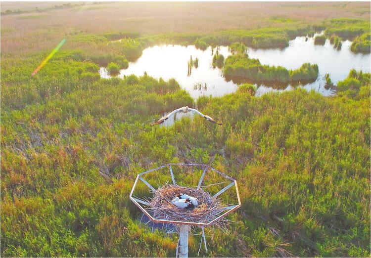 黃河三角洲國(guó)家級(jí)自然保護(hù)區(qū)の濕地で営巣して繁殖するコウノトリ。