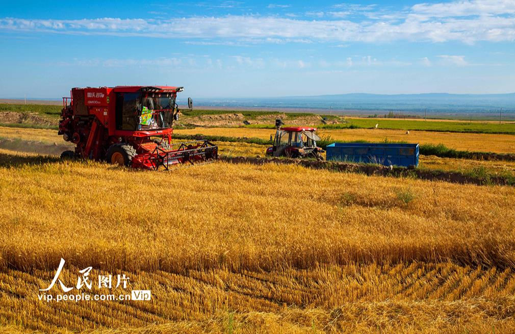 祁連山麓で小麥の収穫シーズン到來　甘粛省張掖