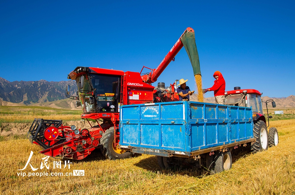 祁連山麓で小麥の収穫シーズン到來(lái)　甘粛省張掖