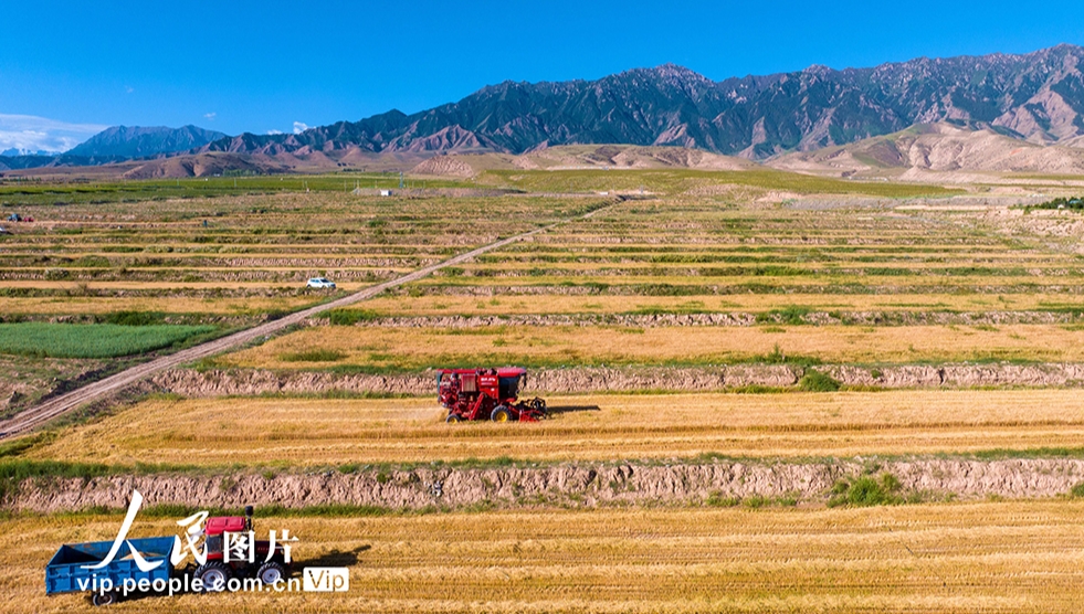 祁連山麓で小麥の収穫シーズン到來(lái)　甘粛省張掖