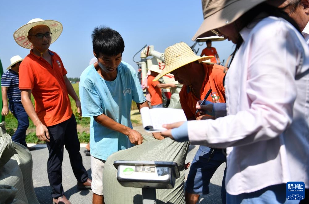 無人農(nóng)場で再生稲栽培の一期目の収穫量測定を?qū)g施　湖南省益陽