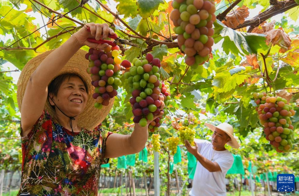 中國各地で初秋の収穫作業(yè)