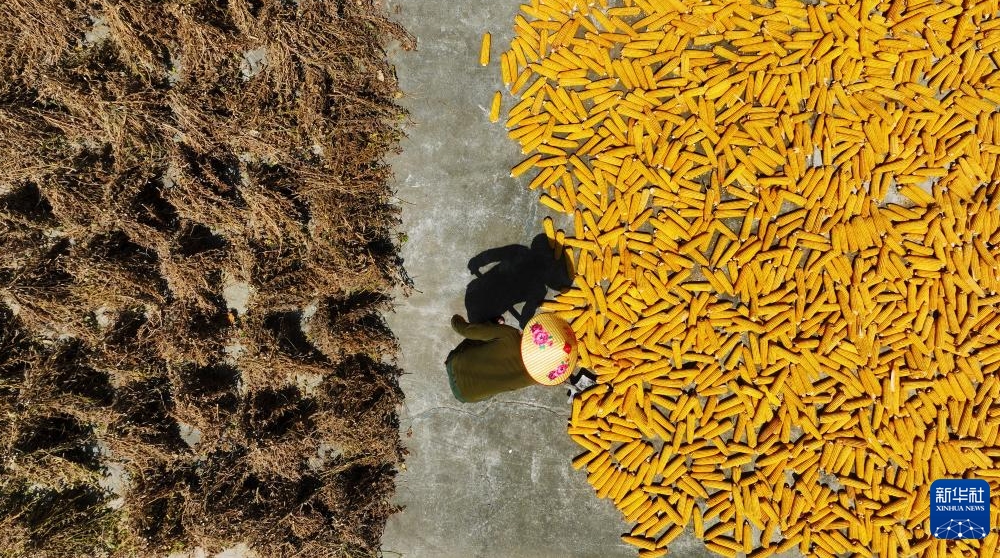 中國各地で初秋の収穫作業(yè)