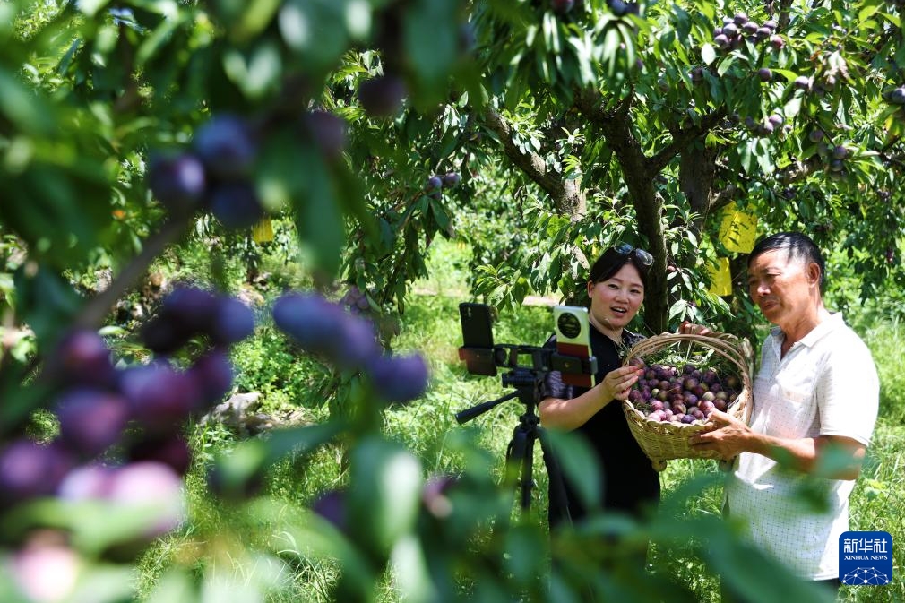 中國各地で初秋の収穫作業(yè)