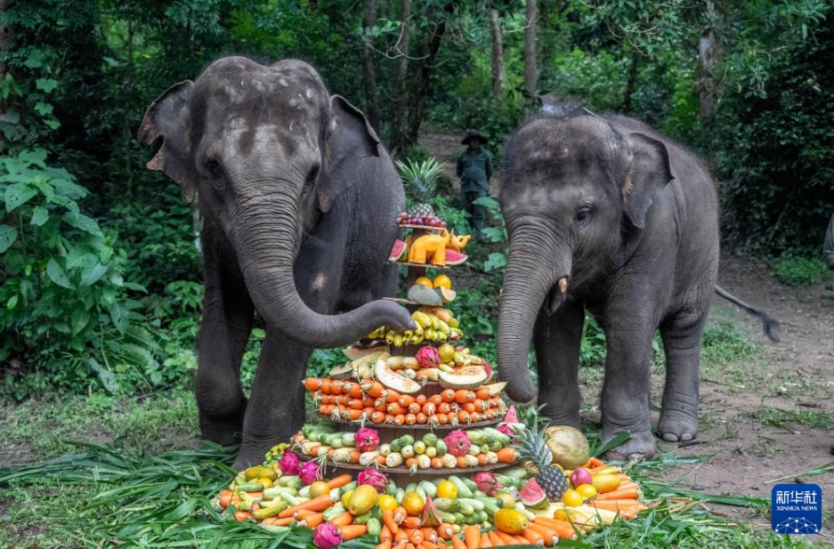アジアゾウ救護?繁殖センターを訪ねて　雲(yún)南省