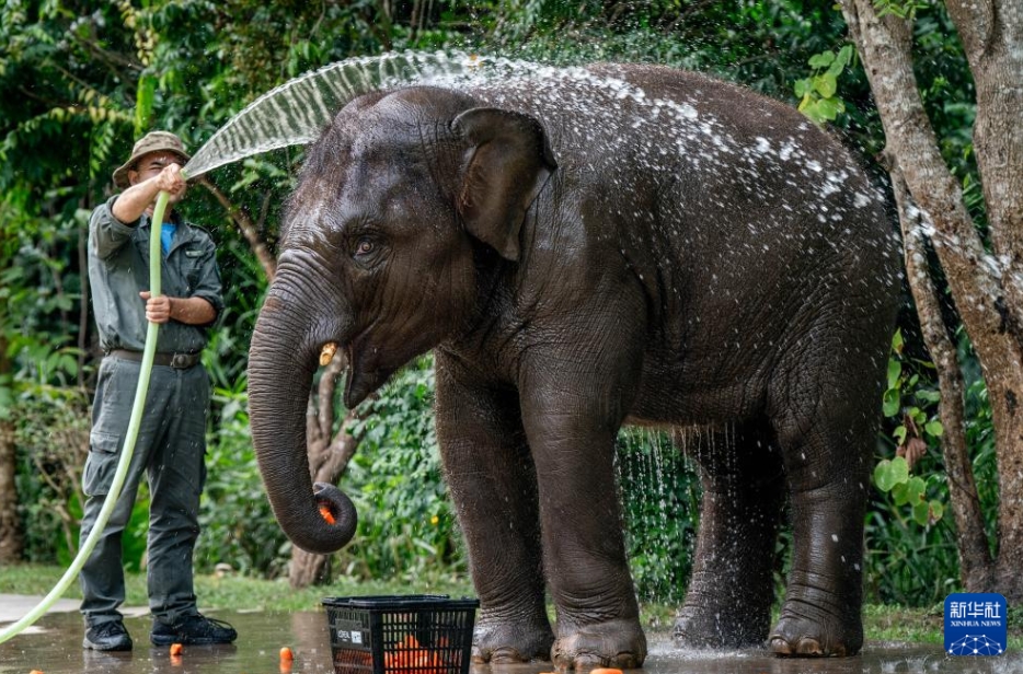 アジアゾウ救護(hù)?繁殖センターを訪ねて　雲(yún)南省