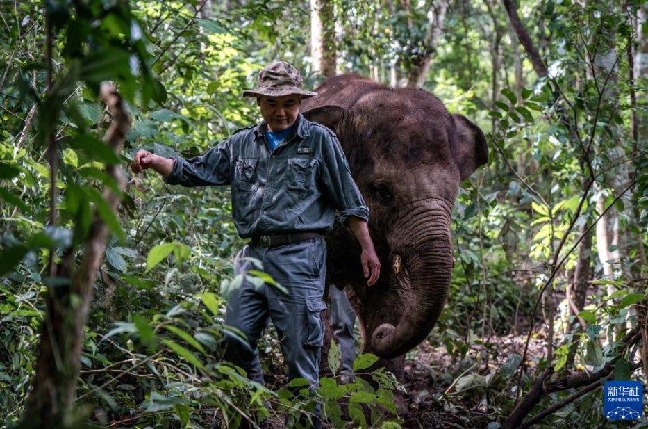 アジアゾウ救護(hù)?繁殖センターを訪(fǎng)ねて　雲(yún)南省