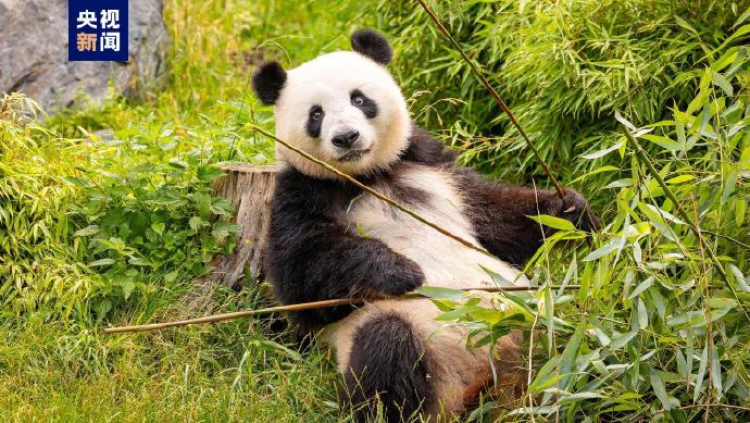 ドイツで飼育中のジャイアントパンダが再び雙子を妊娠