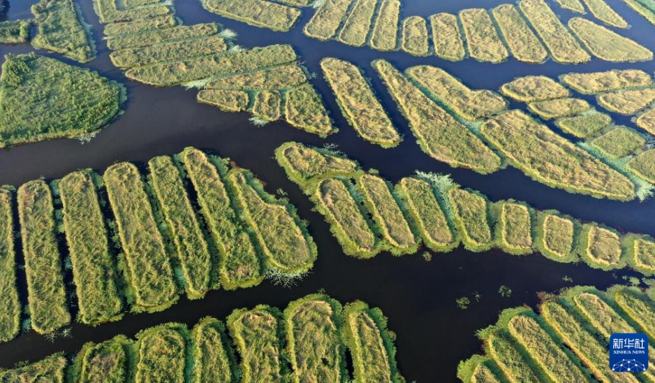 雄安新區(qū)の唐河入淀口濕地を訪ねて　河北省