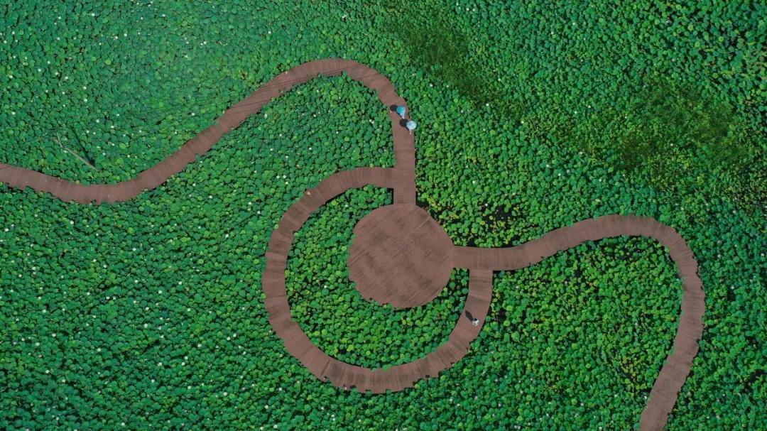 一面緑のハス池の中を蛇行するように設(shè)けられた遊歩道（撮影?張俊）。