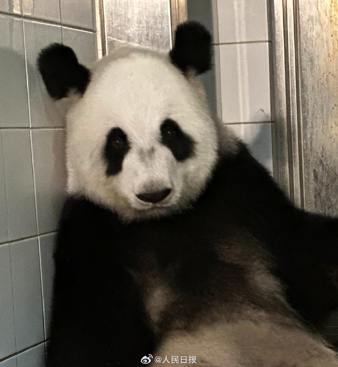 中央政府が香港特區(qū)に贈ったパンダ「盈盈」がオスとメスの雙子を出産