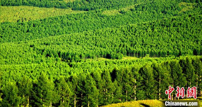 阿爾山の約６萬7000ヘクタールの人工林ですくすく育つ木々。（寫真提供は阿爾山森工公司黨委員會宣伝部）