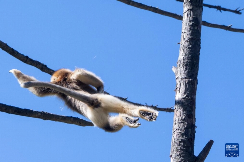 神農(nóng)架林區(qū)のキンシコウ第4回調(diào)査の結(jié)果発表　1618頭に増加