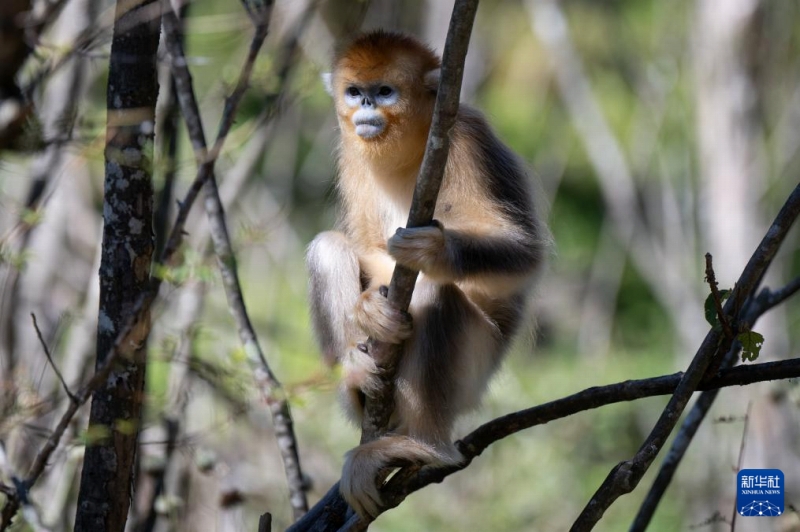 神農架林區(qū)のキンシコウ第4回調査の結果発表　1618頭に増加