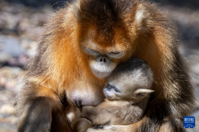 神農(nóng)架林區(qū)のキンシコウ第4回調(diào)査の結(jié)果発表　1618頭に増加