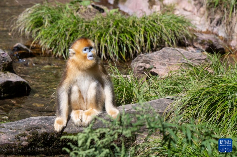 神農(nóng)架林區(qū)のキンシコウ第4回調(diào)査の結(jié)果発表　1618頭に増加