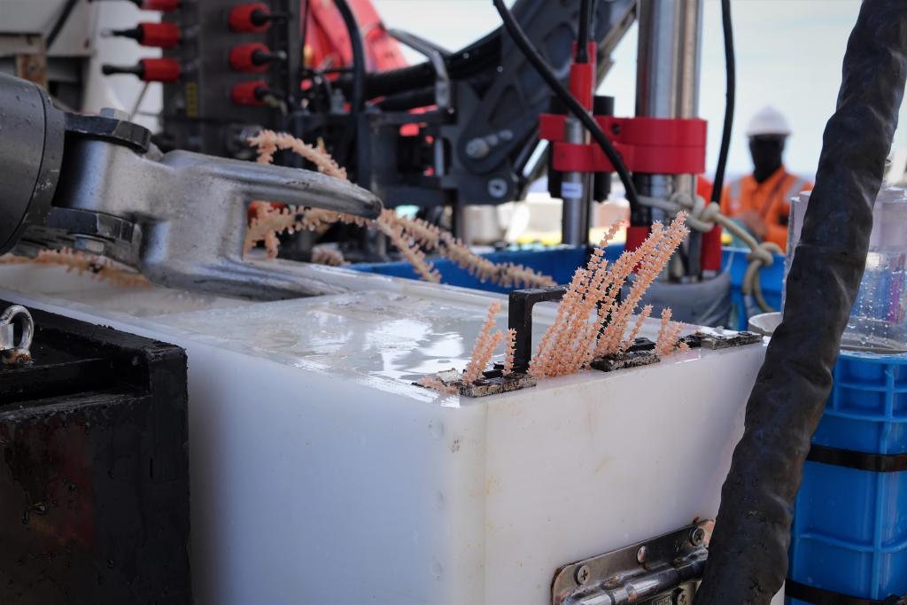 蛟竜號(hào)が採(cǎi)取した冷水サンゴのサンプル。撮影?王津昊