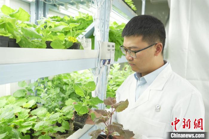 植物栽培実験室內(nèi)にいる科學研究チームの責任者である李仁漢氏。撮影?張俊