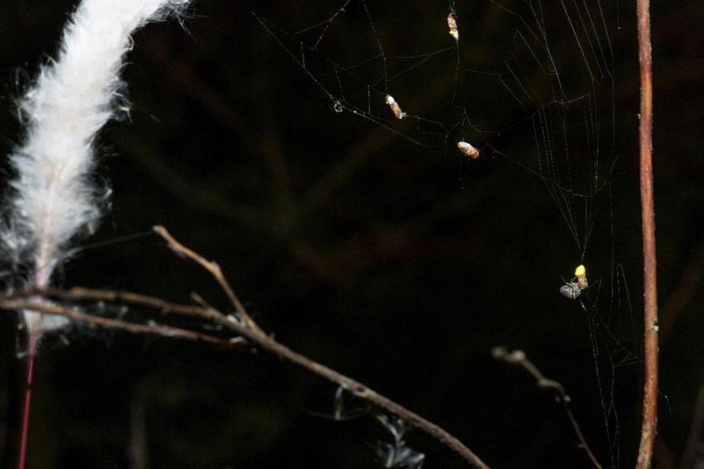 オニグモが絡(luò)め取られたオスのオオハシグロボタルを操り、さらに多くのオスを捕まえることに成功した。（畫像提供は取材先）