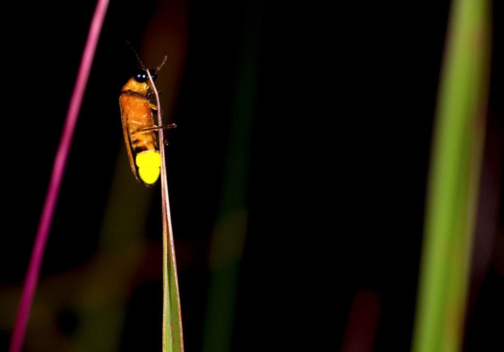 2節(jié)の発光器を使って発光するオオハシグロボタル。（畫像提供は取材先）