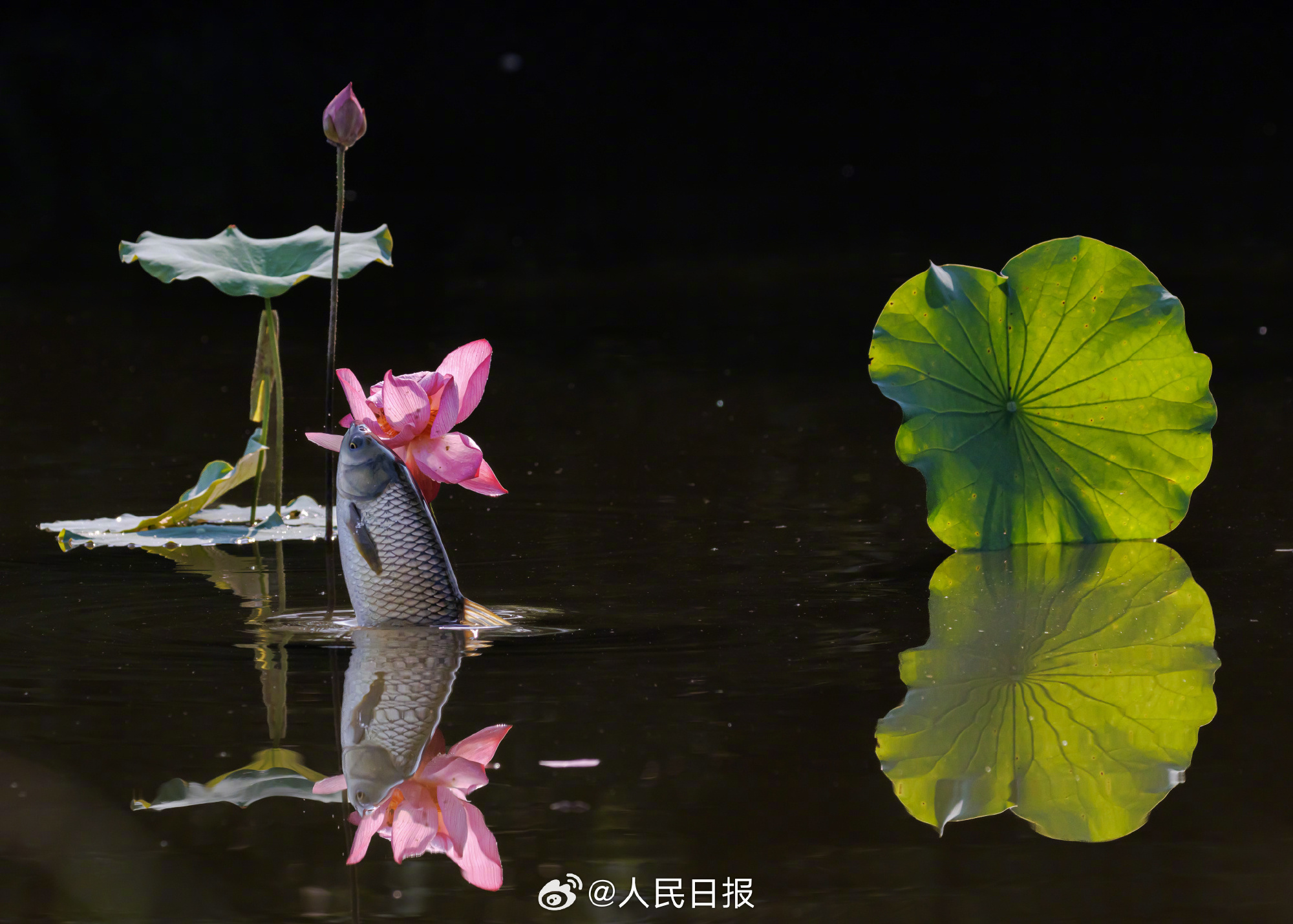 グルメな魚はハスの花を食べる？　湖北省