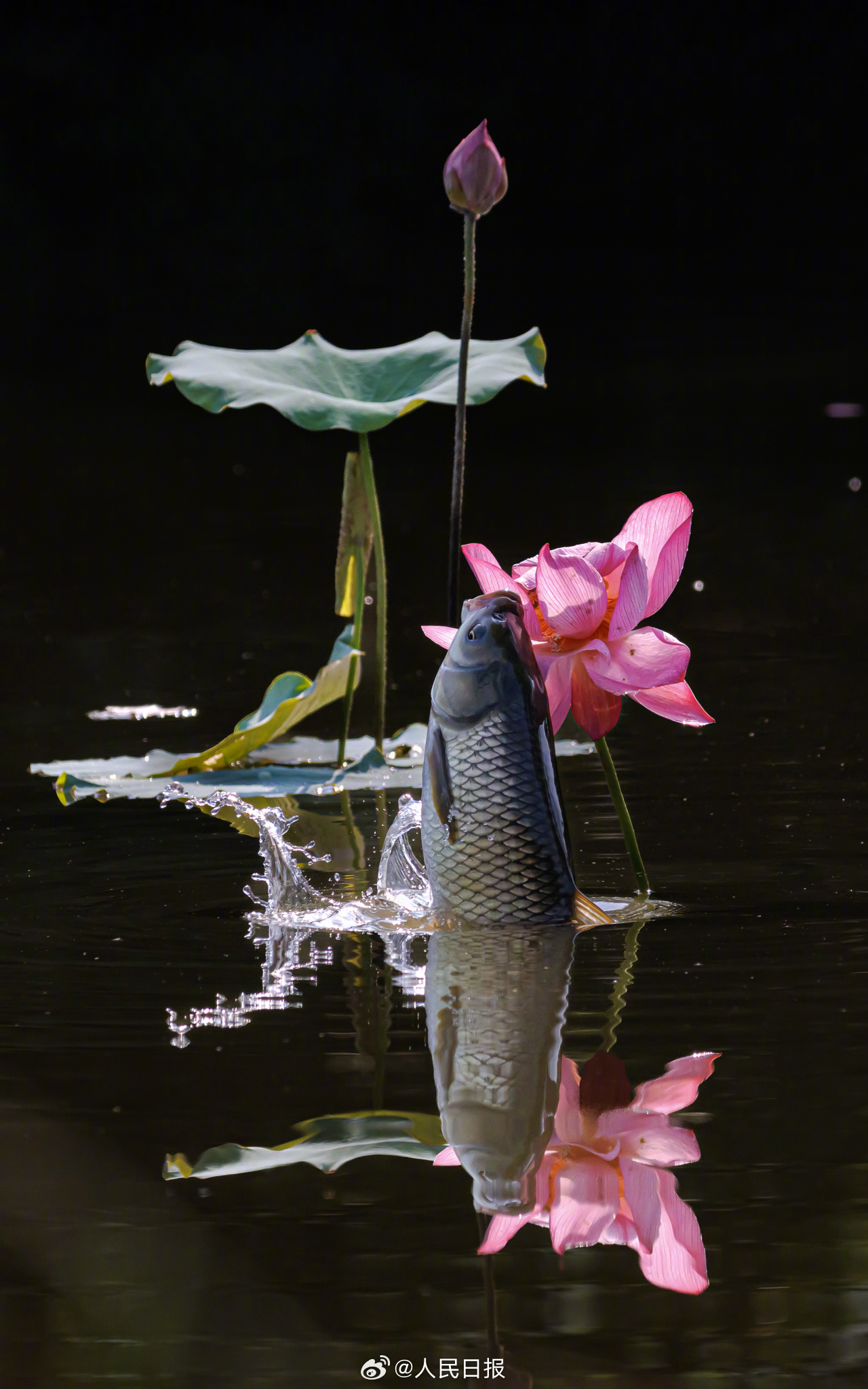 グルメな魚はハスの花を食べる？　湖北省