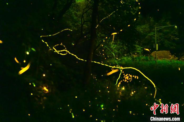 資料寫真：ホタルが亂舞する四川省邛崍市の天臺山。(寫真提供?邛崍市黨委員會宣伝部)。