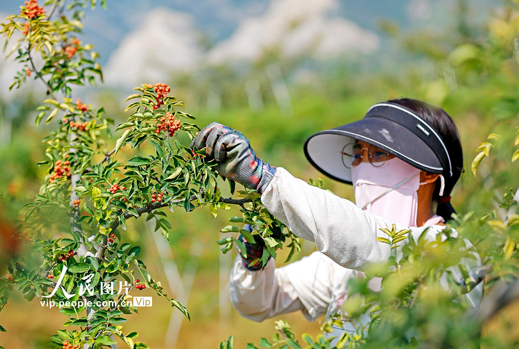 カホクザンショウを栽培して増収を?qū)g現(xiàn)する山西省襄汾県
