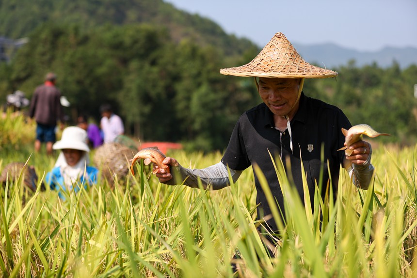 稲は豊作、魚(yú)も豊漁　貴州省丹寨県が進(jìn)める農(nóng)村振興の新スタイル