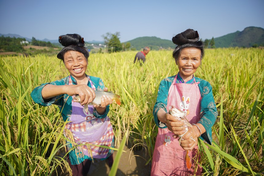 稲は豊作、魚も豊漁　貴州省丹寨県が進(jìn)める農(nóng)村振興の新スタイル