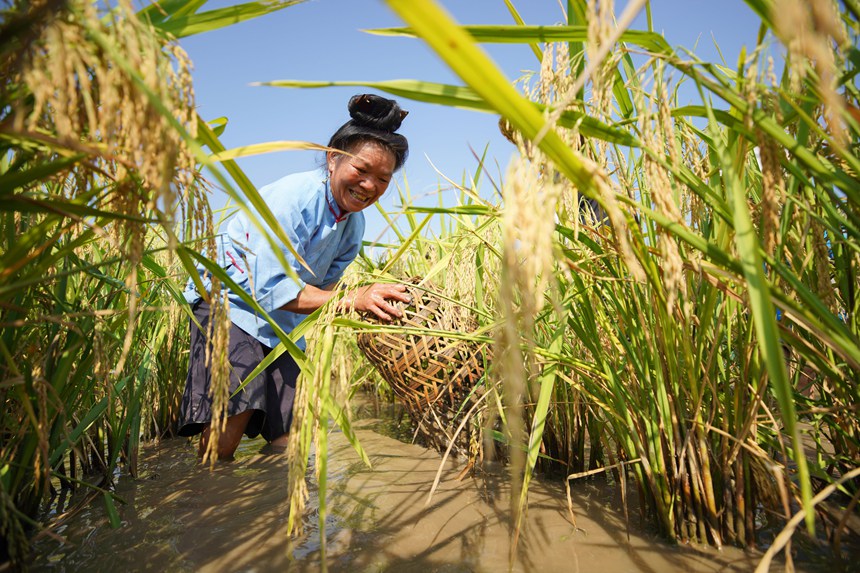 稲は豊作、魚も豊漁　貴州省丹寨県が進める農(nóng)村振興の新スタイル