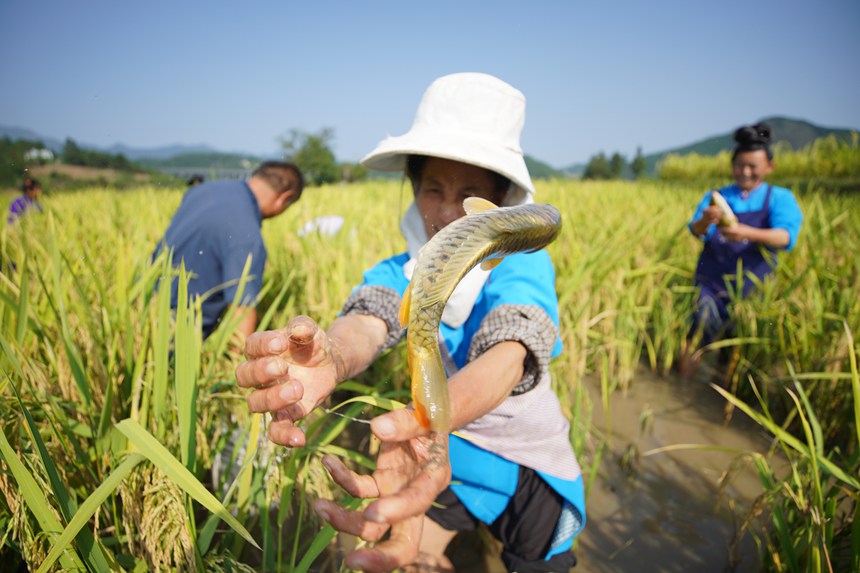 稲は豊作、魚も豊漁　貴州省丹寨県が進(jìn)める農(nóng)村振興の新スタイル